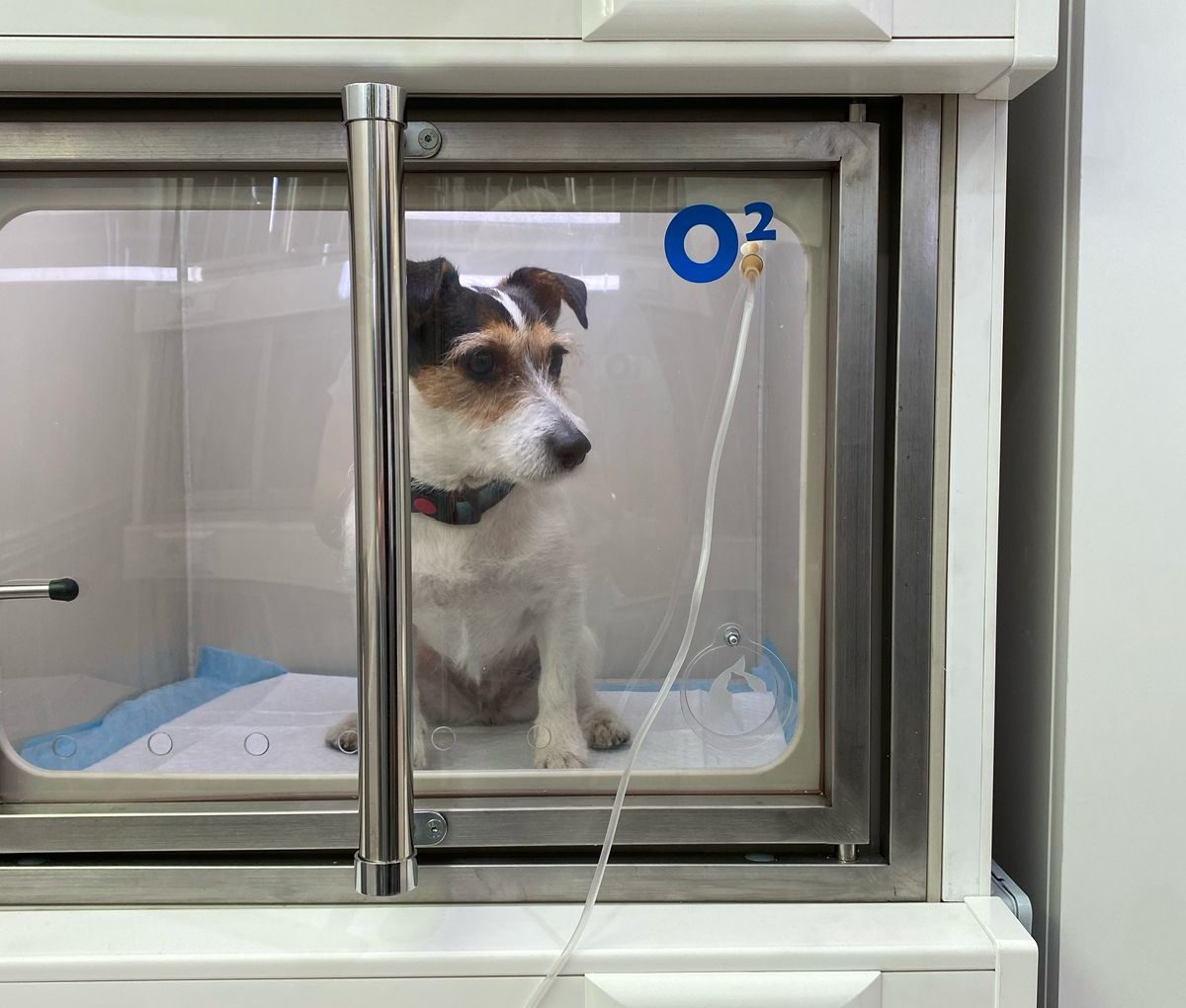 https://vetclinic23.ru/wp-content/uploads/2025/01/img-20250303-wa0060-e1741010343996-optimized.jpg