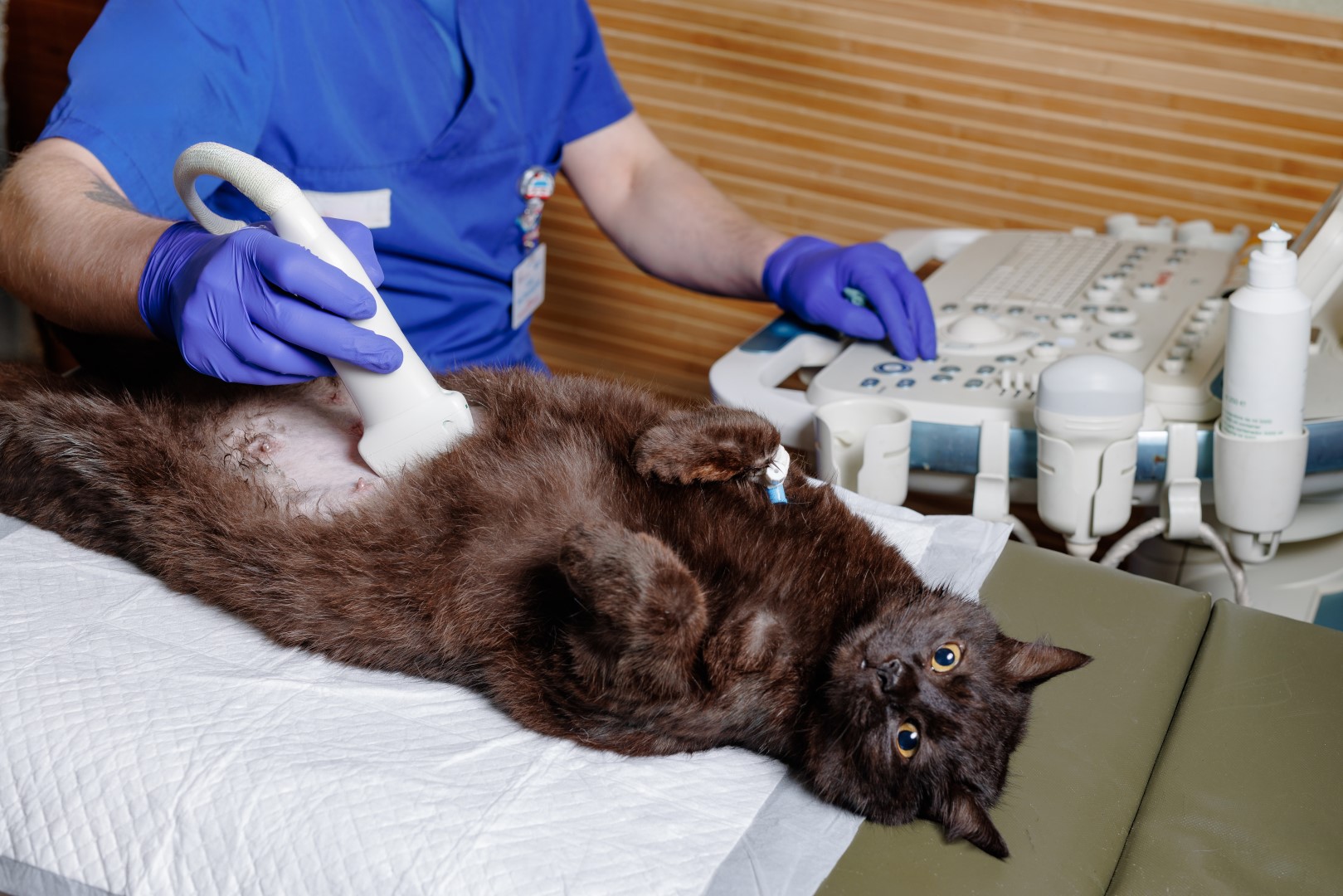 Ветеринар делает УЗИ кошке