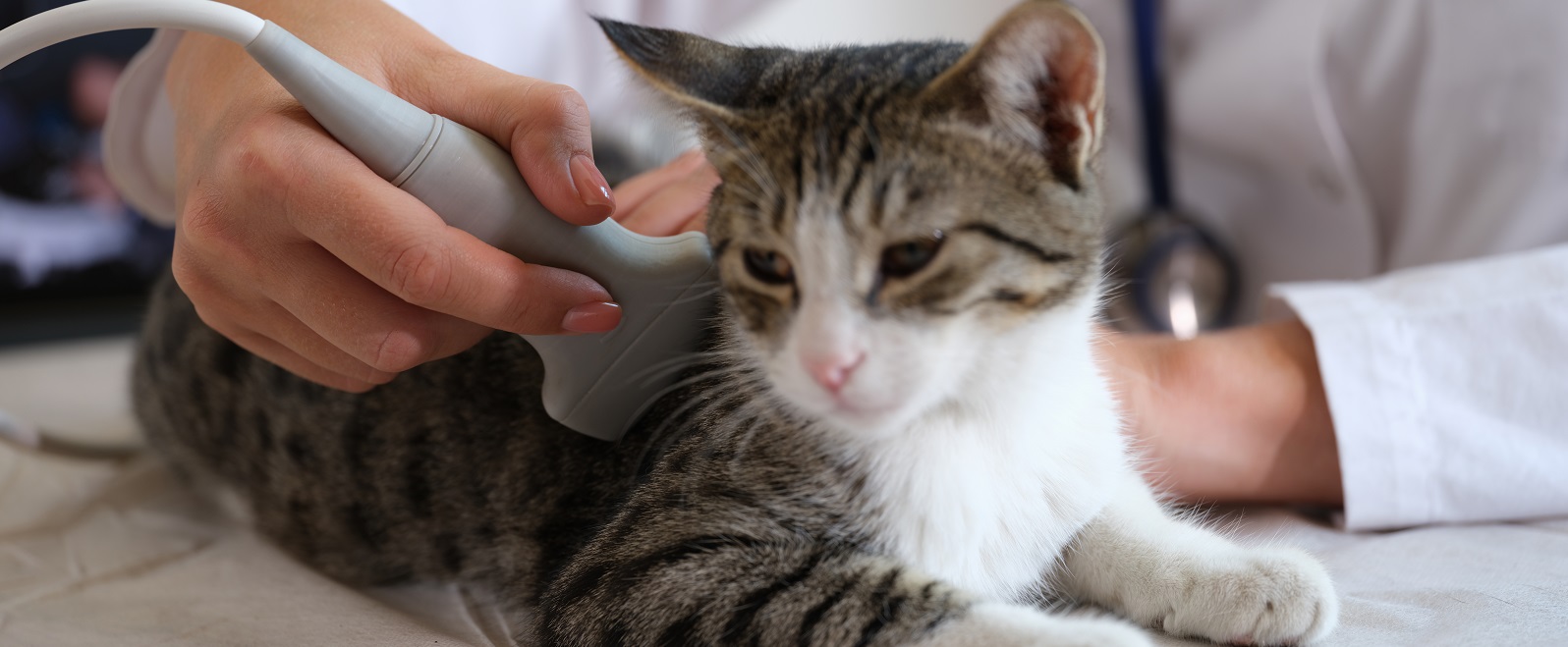Кошке делают УЗИ